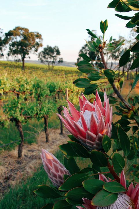 Lost In The Vines - Gold Coast 4U 14