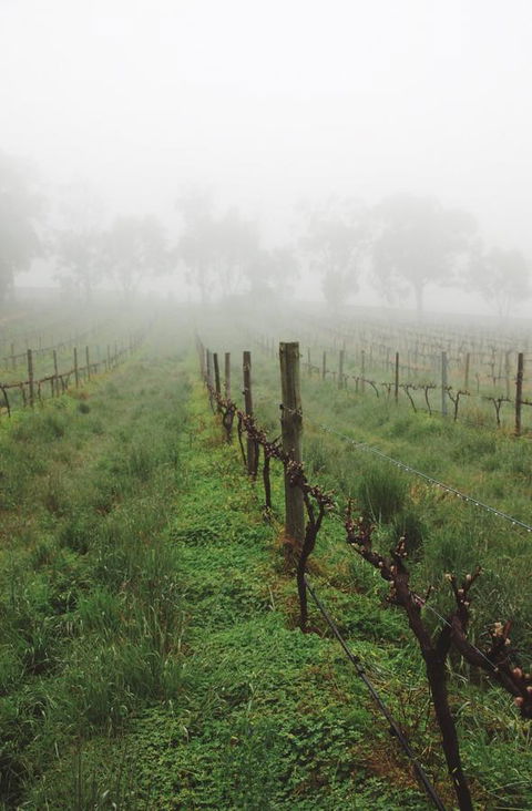 Lost In The Vines - Gold Coast 4U 15