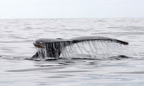 Mollymook Beach Waterfront - 1 Gold Coast 19