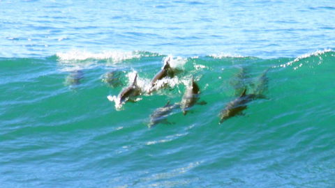 Mollymook Beach Waterfront - 1 Gold Coast 4