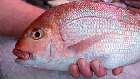 Mollymook Beach Waterfront - 1 Gold Coast 16