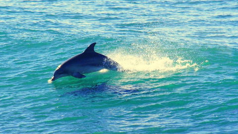 Mollymook Beach Waterfront - 1 Gold Coast 22