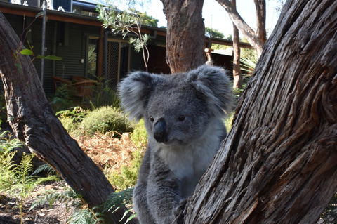 Kangaroo Island Wilderness Retreat - Gold Coast 4U 6