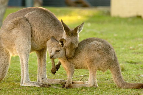 BIG4 Tasman Holiday Parks - Racecourse Beach - 1 Gold Coast 39