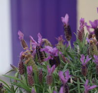 The Purple Door on Seaview - Accommodation Gold Coast
