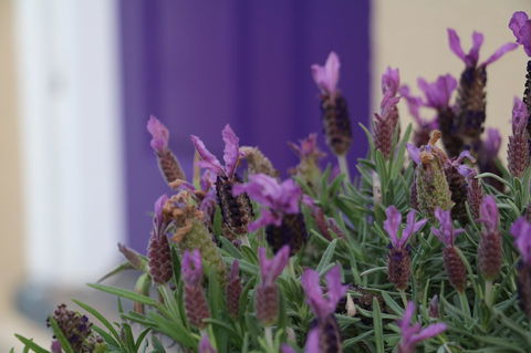 The Purple Door On Seaview - Gold Coast 4U 0