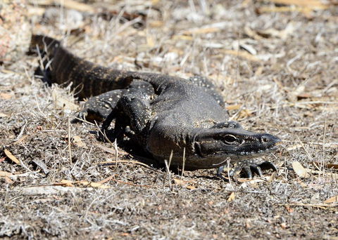 Sea Dragon Kangaroo Island - Accommodation Gold Coast 24