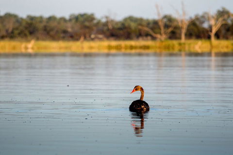 Discovery Parks - Lake Bonney - Gold Coast 4U 36