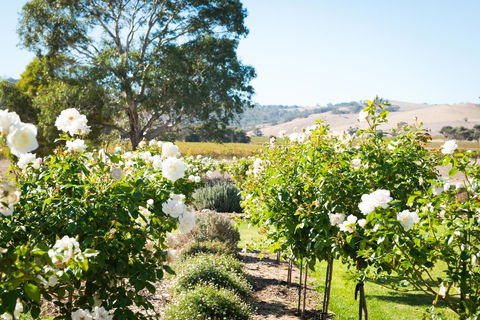 Barossa Vineyard Cottages - Gold Coast 4U 1