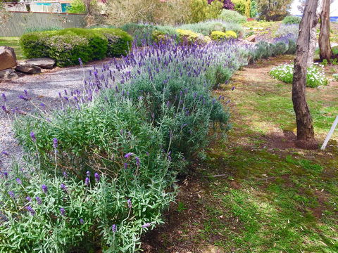 Barossa Retro BnB - Gold Coast 4U 23