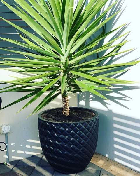 Seaview Sunset Holiday Apartments - 1 Gold Coast 4