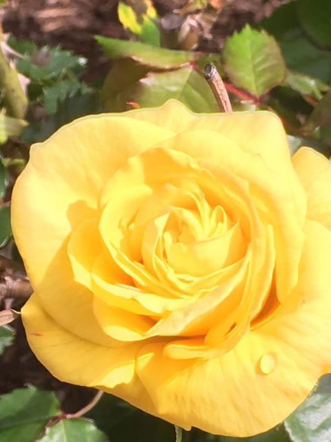Wine And Roses Bed And Breakfast - Accommodation Gold Coast 41