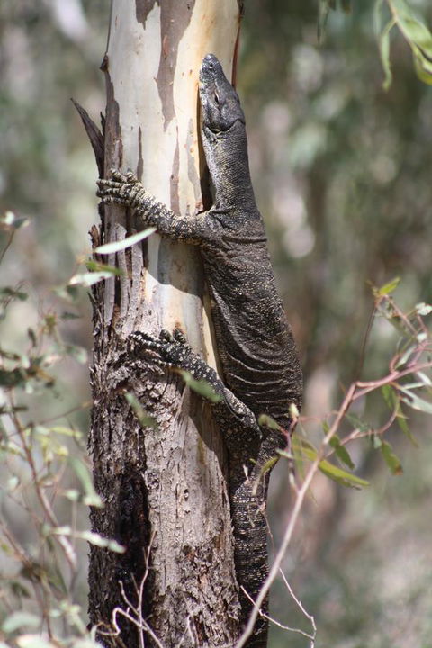 Rabbiters Hut - Gold Coast 4U 30