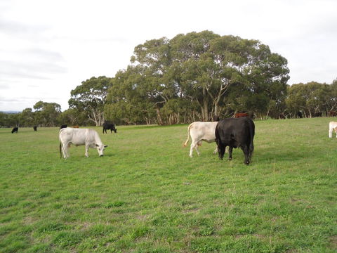 Wenton Farm Holiday Cottages - Accommodation Gold Coast 17