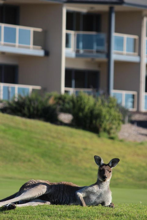 Lady Bay Hotel - Gold Coast 4U 16