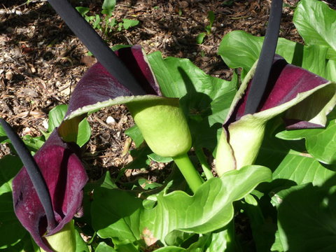 Country Bakehouse Accommodation - Accommodation Gold Coast 19