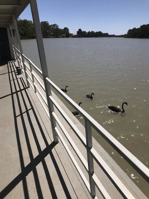 Murray River Queen - Gold Coast 4U 7