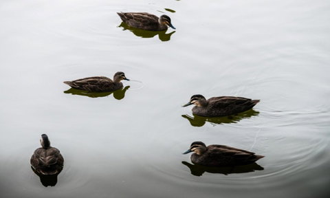 South Shores Yellowfin Villa 96 - South Shores Normanville - 1 Gold Coast 4