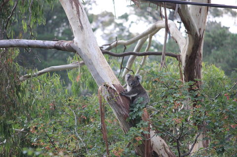 Pirralilla Estate Adelaide Hills - Accommodation Gold Coast 24