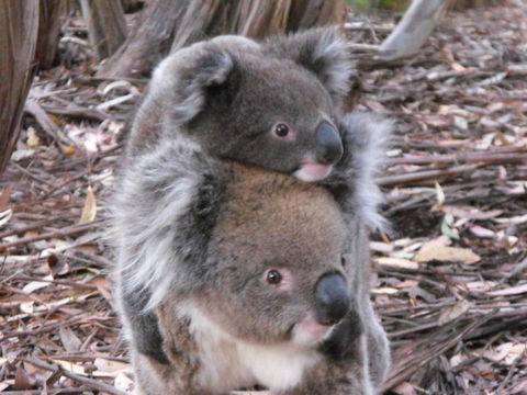 Discovery Parks - Kangaroo Island - Gold Coast 4U 34