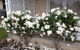 Railway Cottage In Beachport - thumb 12