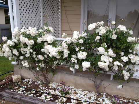 Railway Cottage In Beachport - Accommodation Gold Coast 12
