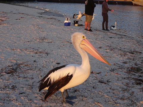Aurora Holiday Apartment @West Beach - 1 Gold Coast 11