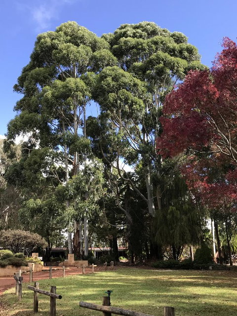 Forest Lodge Resort - 1 Gold Coast 15