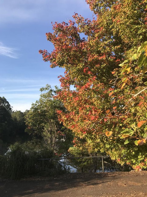 Forest Lodge Resort - 1 Gold Coast 32