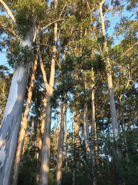 Forest Lodge Resort - 1 Gold Coast 37