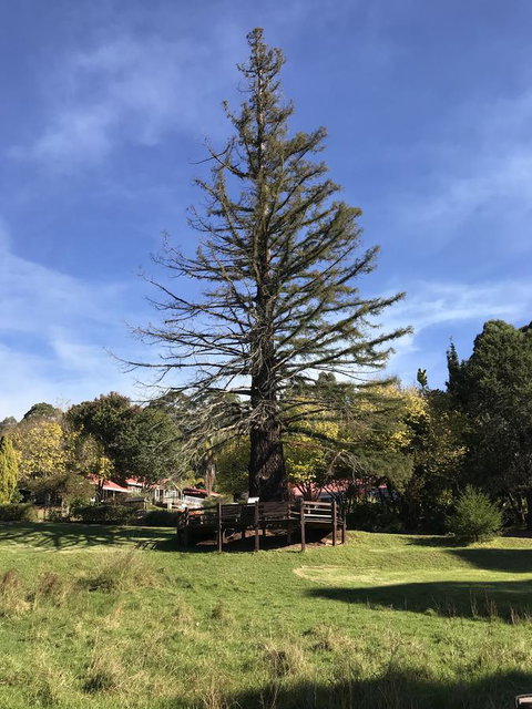 Forest Lodge Resort - 1 Gold Coast 38