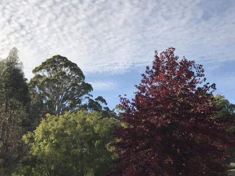 Forest Lodge Resort - 1 Gold Coast 39