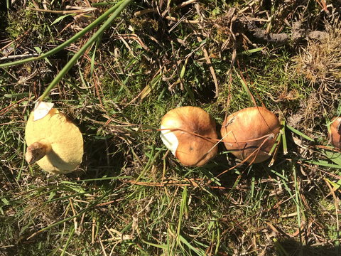 Forest Lodge Resort - 1 Gold Coast 34