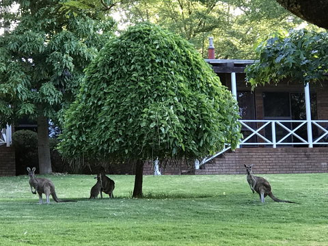 Forest Lodge Resort - 1 Gold Coast 1
