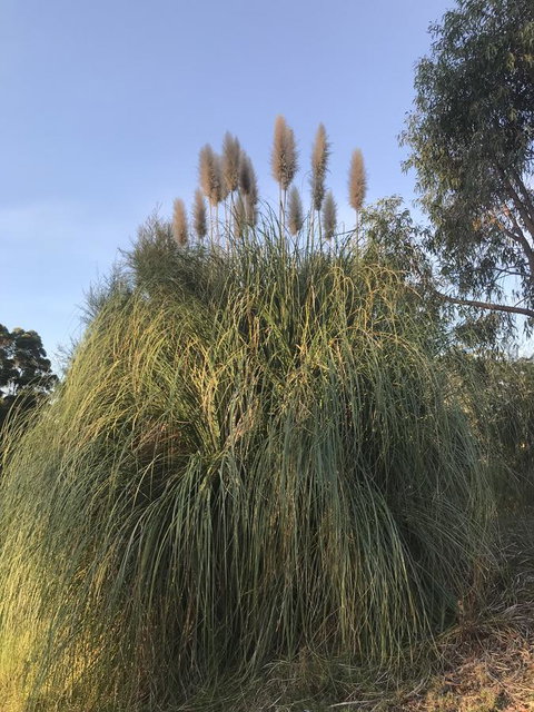 Forest Lodge Resort - 1 Gold Coast 19