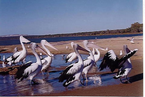 Unit 42 Kalbarri Beach Resort - Gold Coast 4U 17