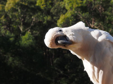 Bundle Hill Cottages - Gold Coast 4U 1