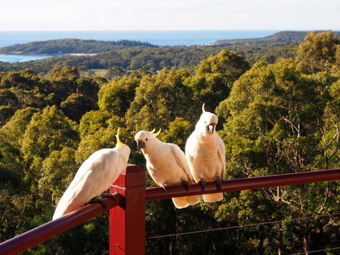 Bundle Hill Cottages - Gold Coast 4U 2