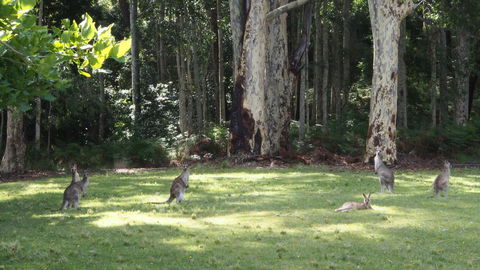 Bundle Hill Cottages - Gold Coast 4U 15