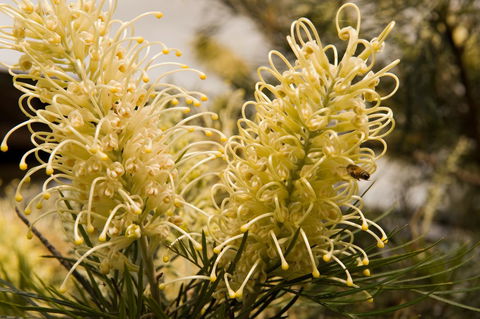 Ironstone Estate Lovedale - Accommodation Gold Coast 36