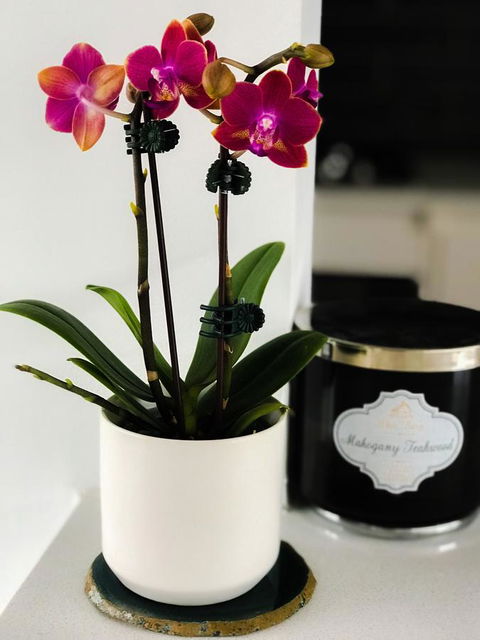 Woollahra Gem, Spectacular Views And Garden Paradise - Gold Coast 4U 17