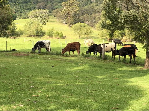 Arcadia - The Barn Cottage & Rosehill Cottage - Accommodation Gold Coast 26
