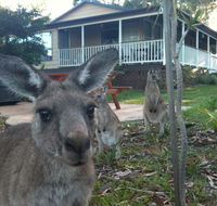 Bush  Bay Cottage - Accommodation Gold Coast