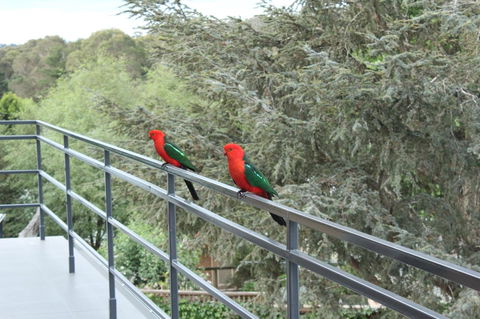 Bundanoon Lodge - Gold Coast 4U 7
