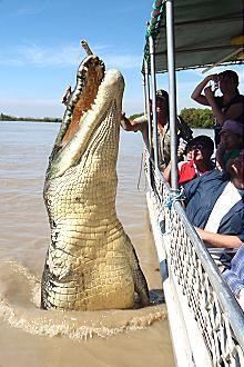 Kakadu @ The Kube (Darwin City) - Accommodation Gold Coast 3