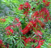 Bottlebrush B  B - Accommodation Gold Coast