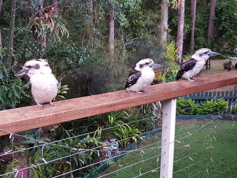 Buderim Forest Hideaway - Gold Coast 4U 1