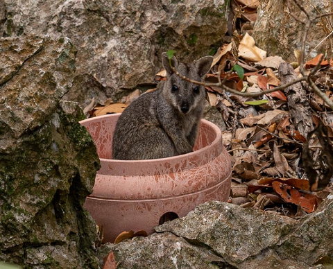 Capricorn Caves - Accommodation Gold Coast 2