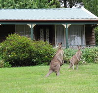 Cedar Lodge Cabins - Gold Coast 4U
