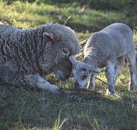 Clandulla Cottages  Farmstay